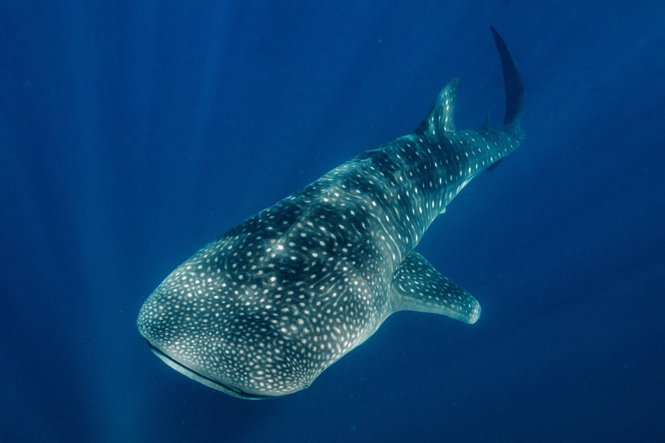 What to expect when swimming with whale sharks in the Mexican Caribbean