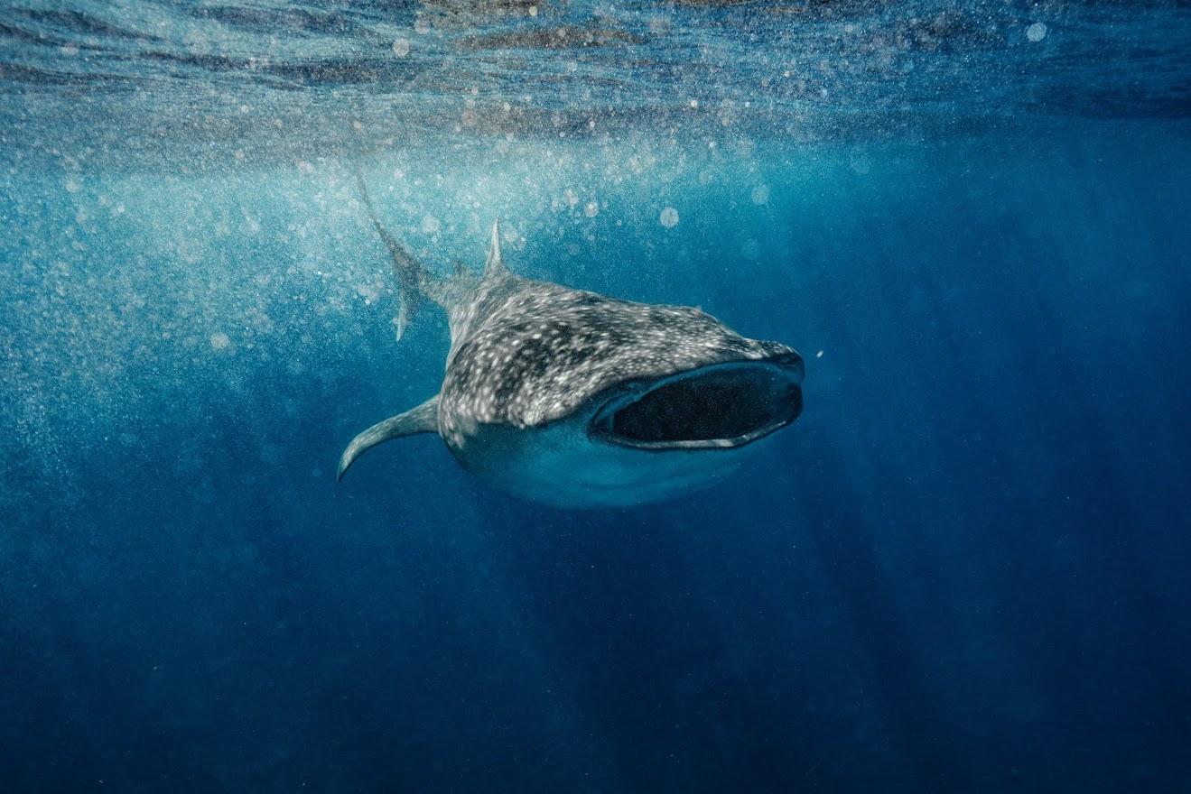 Whale shark feeding near the surface
